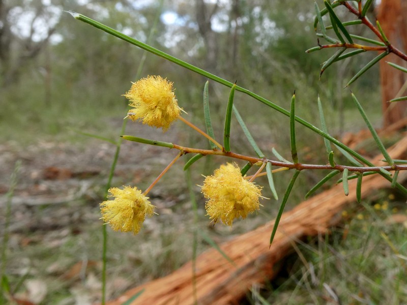Acacia brownii photo 7