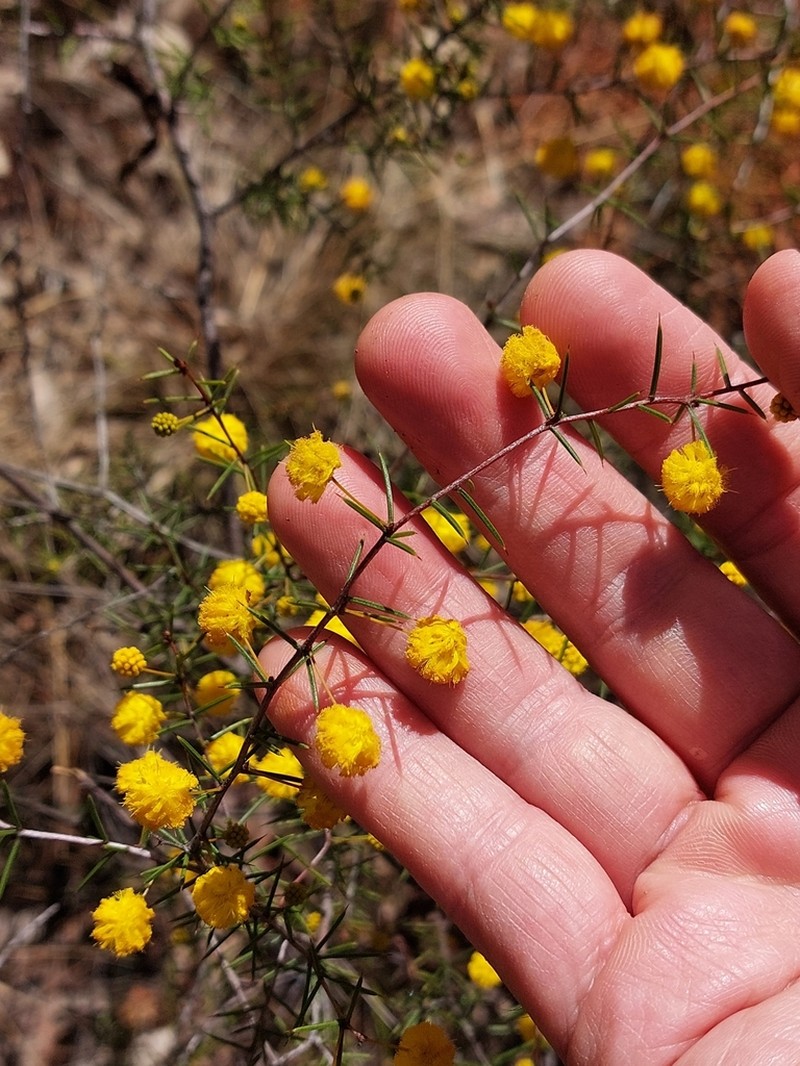 Acacia brownii photo 8