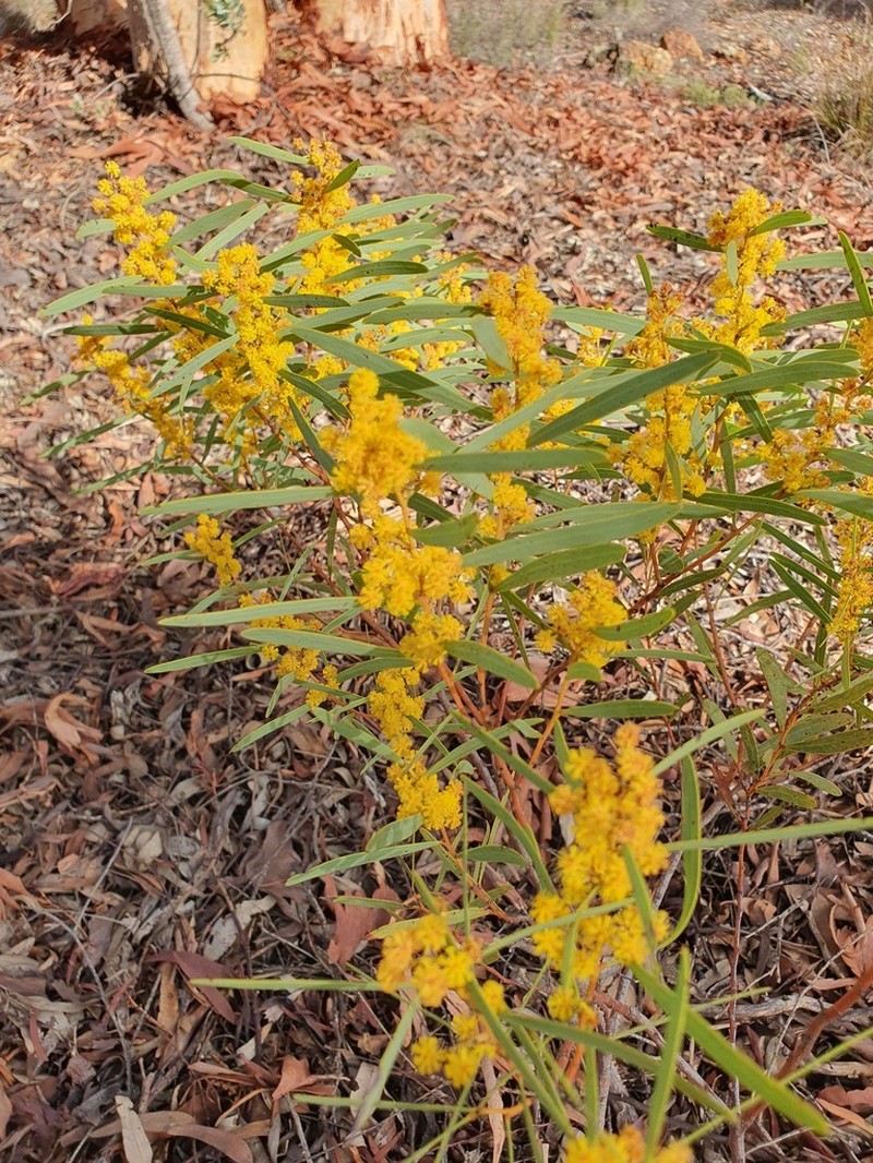 Acacia brumalis photo 4