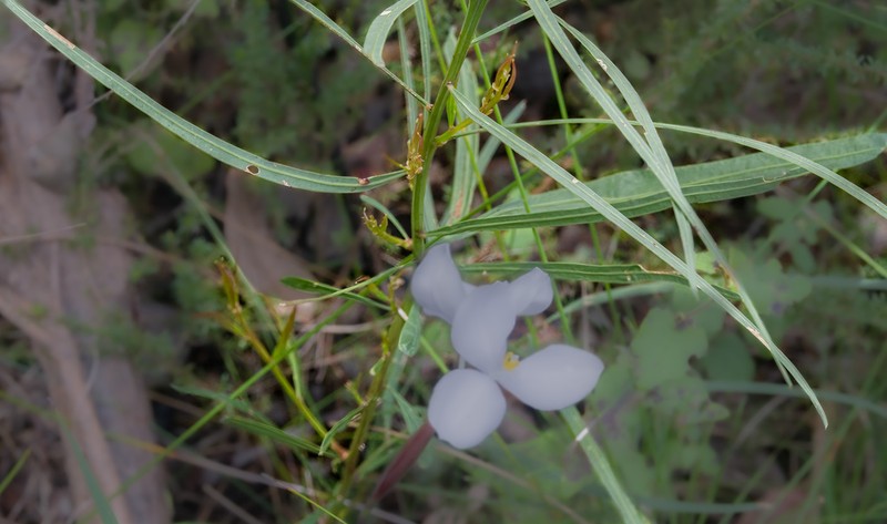 Acacia brumalis photo 5