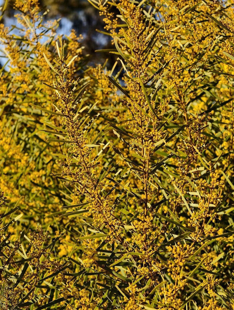 Acacia brumalis photo 6
