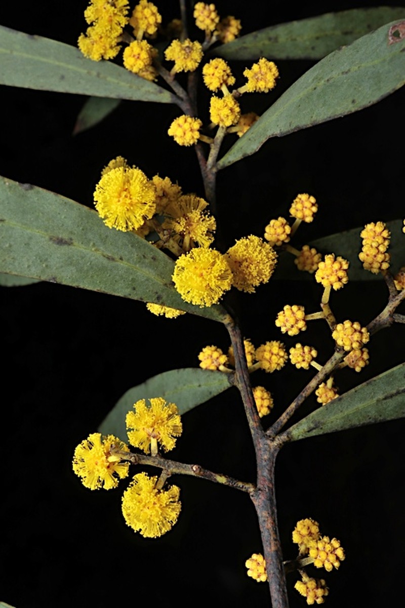 Acacia brumalis