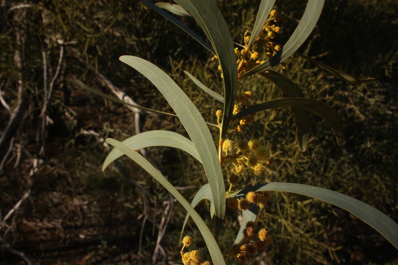 Acacia brumalis photo 2