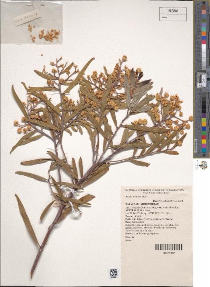 Acacia brumalis photo 3