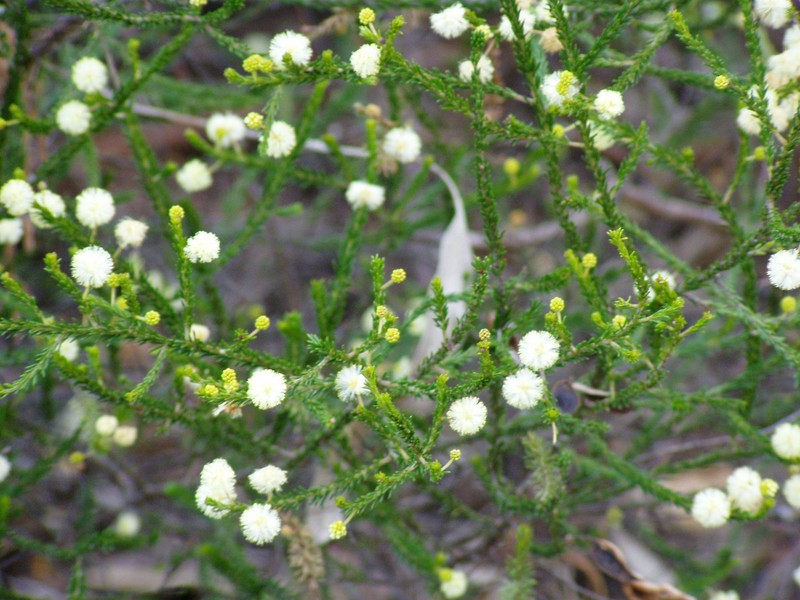 Acacia brunioides