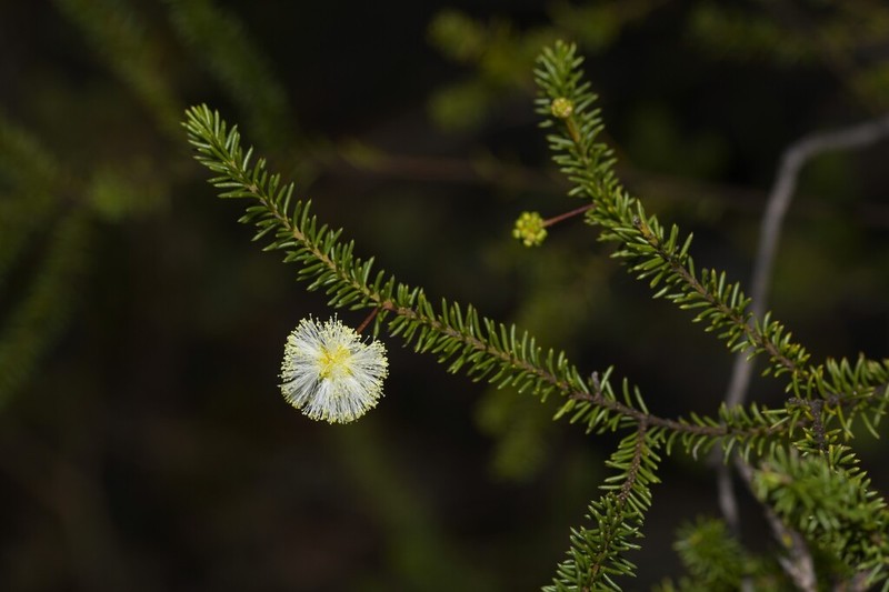 Acacia brunioides photo 2