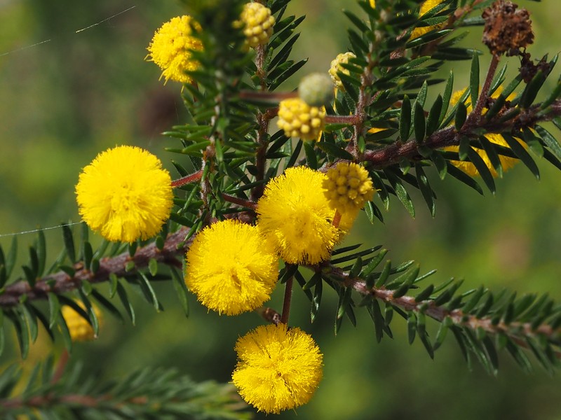 Acacia brunioides photo 3