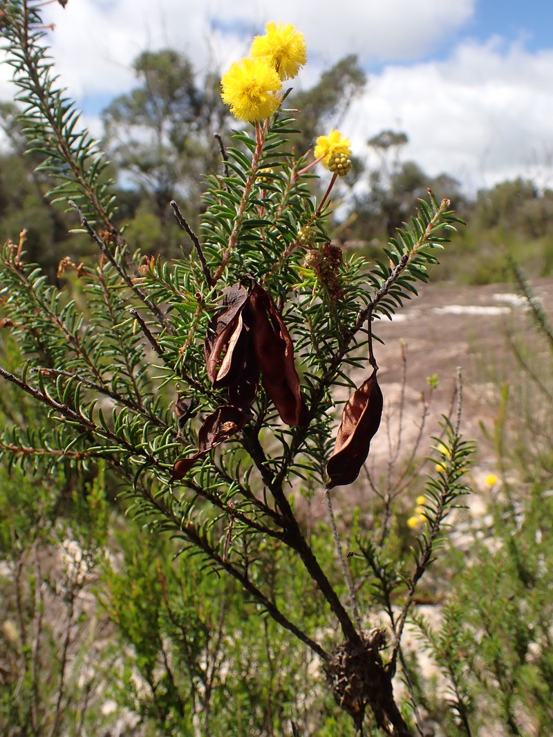 Acacia brunioides photo 4