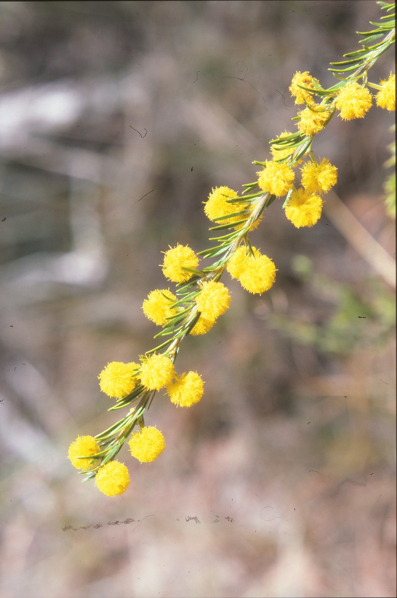 Acacia brunioides photo 5