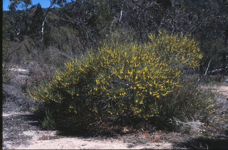 Acacia brunioides photo 6