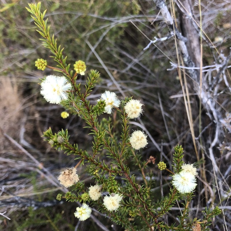 Acacia brunioides photo 7