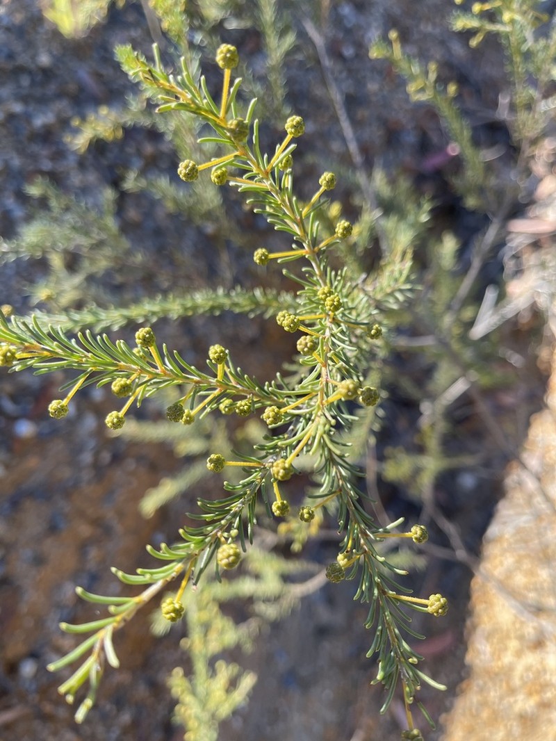 Acacia brunioides photo 8