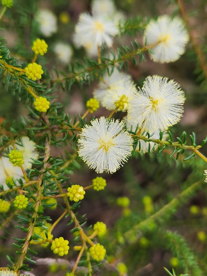 Acacia brunioides subsp. brunioides