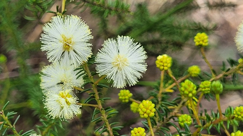 Acacia brunioides subsp. brunioides photo 2