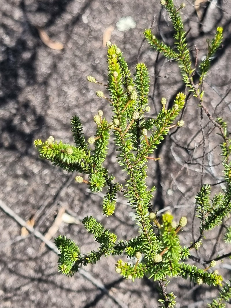 Acacia brunioides subsp. brunioides photo 3
