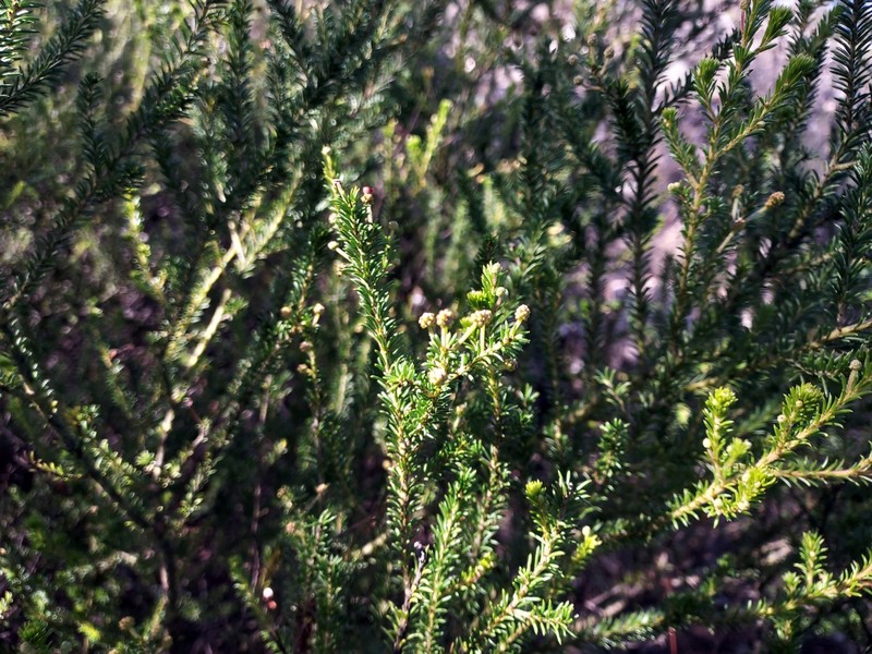 Acacia brunioides subsp. brunioides photo 4