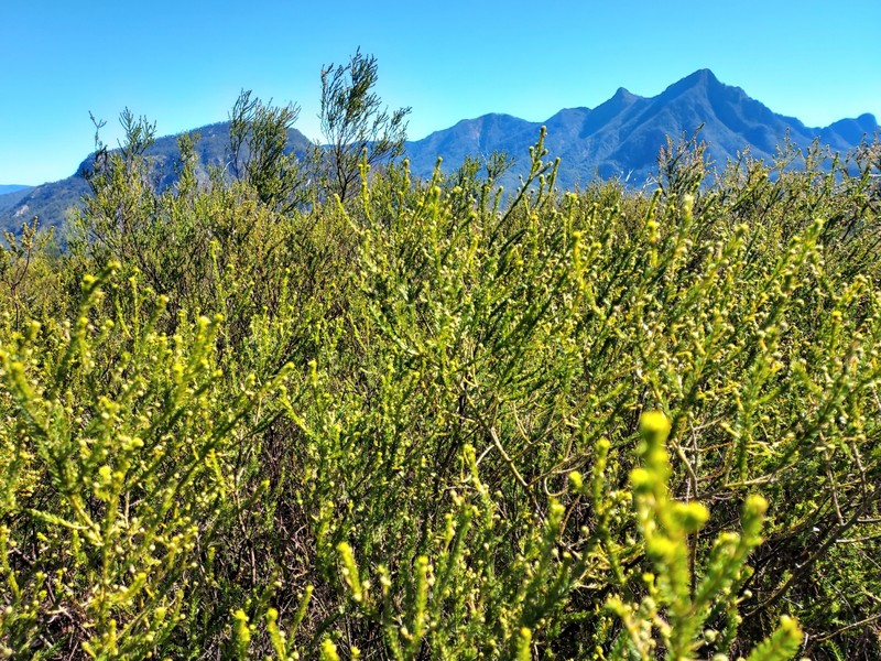 Acacia brunioides subsp. brunioides photo 5