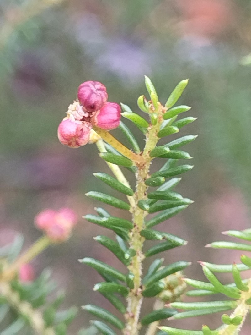 Acacia brunioides subsp. brunioides photo 6