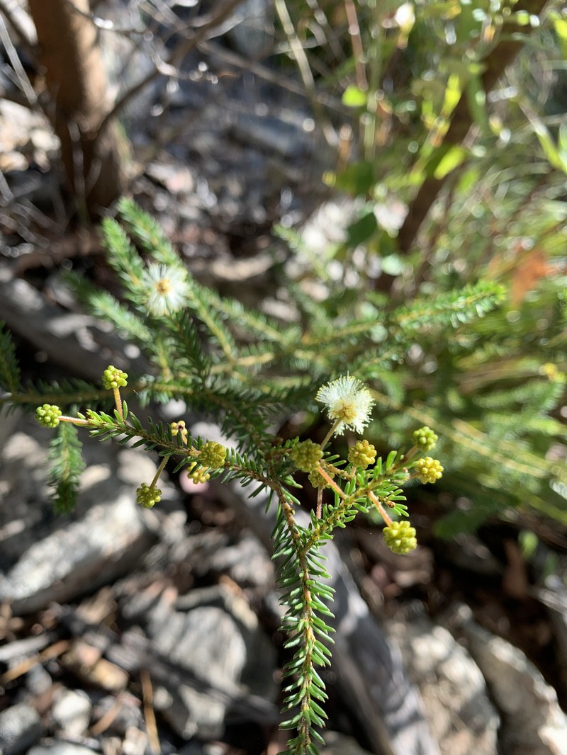 Acacia brunioides subsp. brunioides photo 7