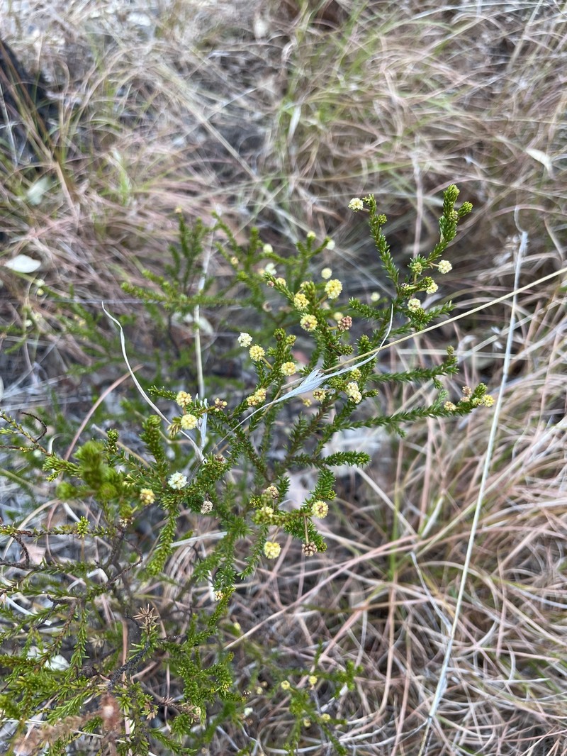 Acacia brunioides subsp. brunioides photo 8