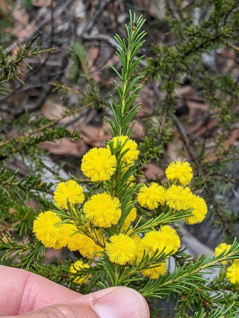 Acacia brunioides subsp. granitica photo 2