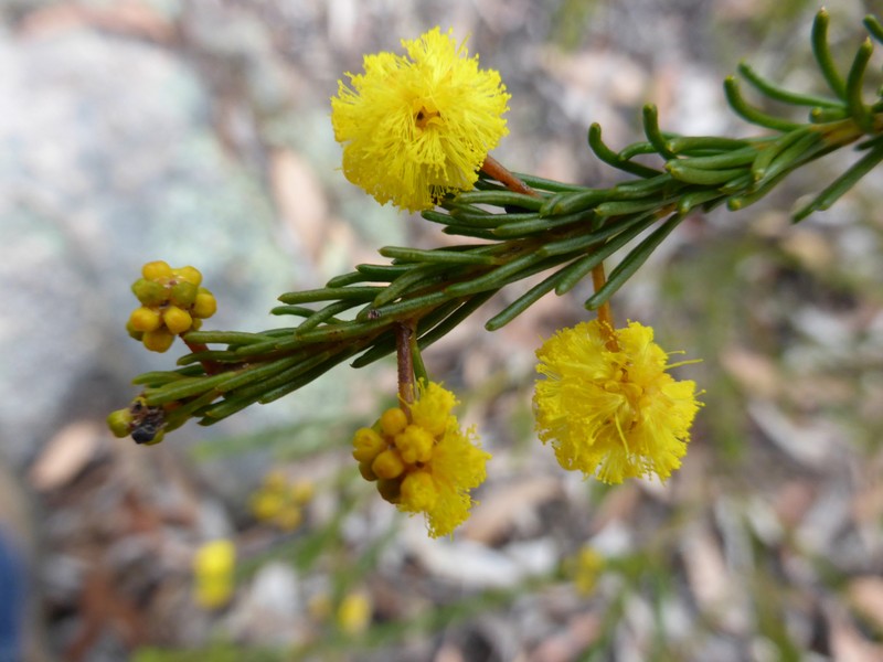 Acacia brunioides subsp. granitica photo 3