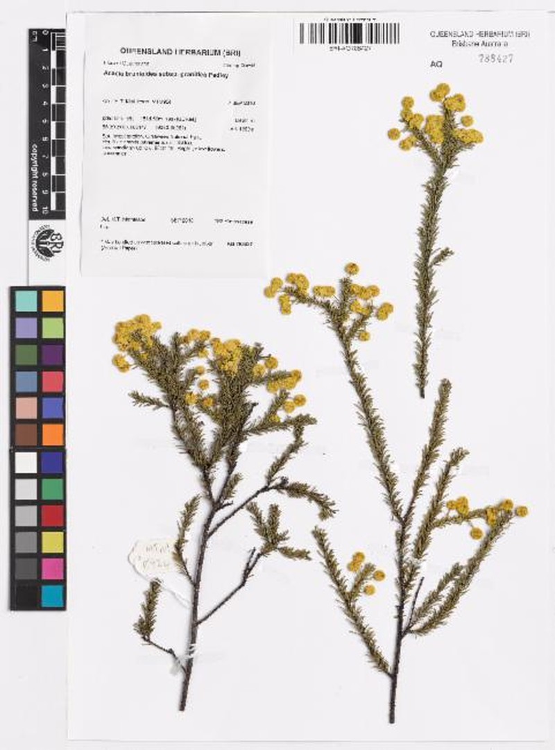 Acacia brunioides subsp. granitica photo 4