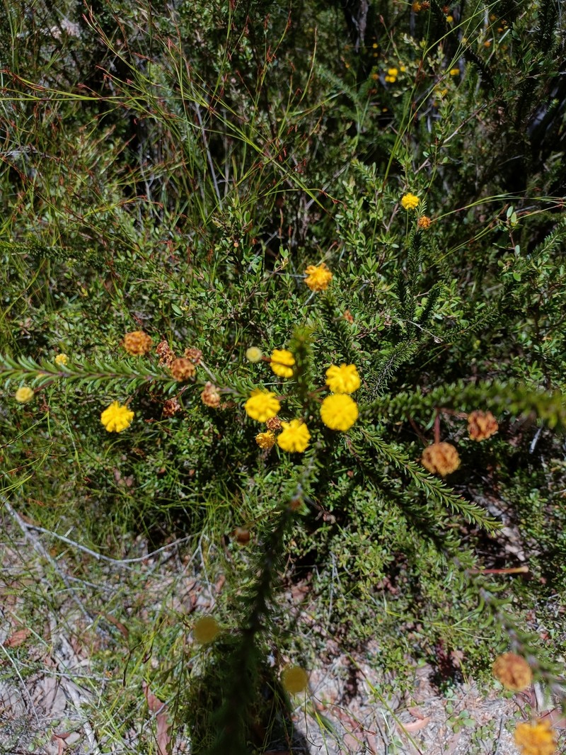 Acacia brunioides subsp. granitica