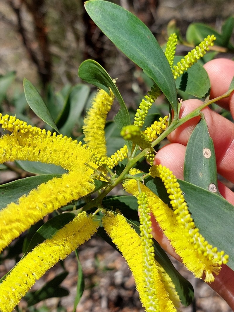 Acacia bulgaensis photo 2