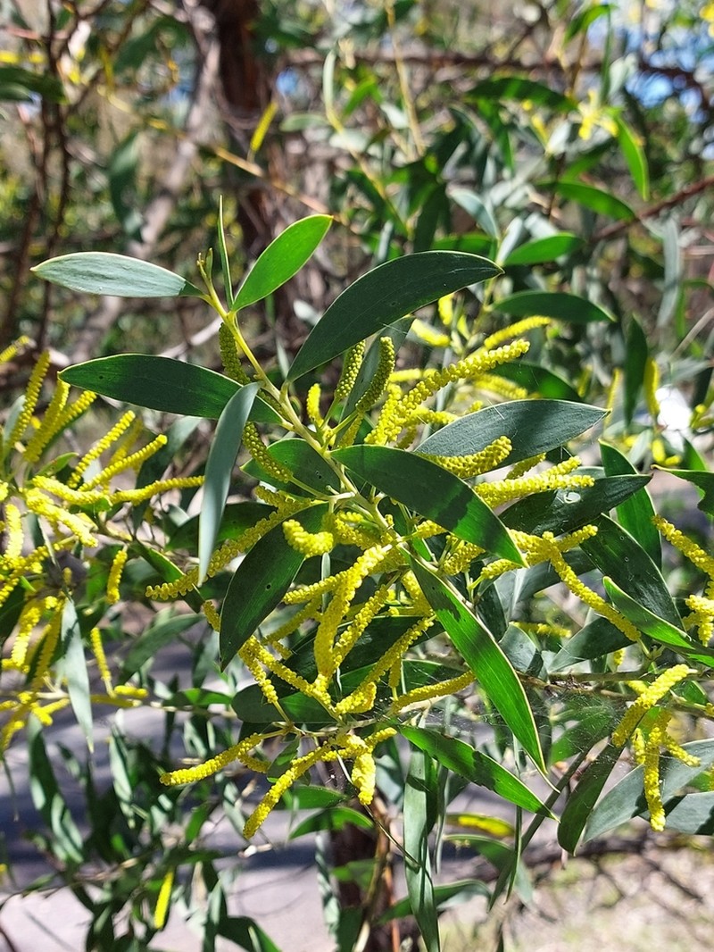 Acacia bulgaensis photo 3