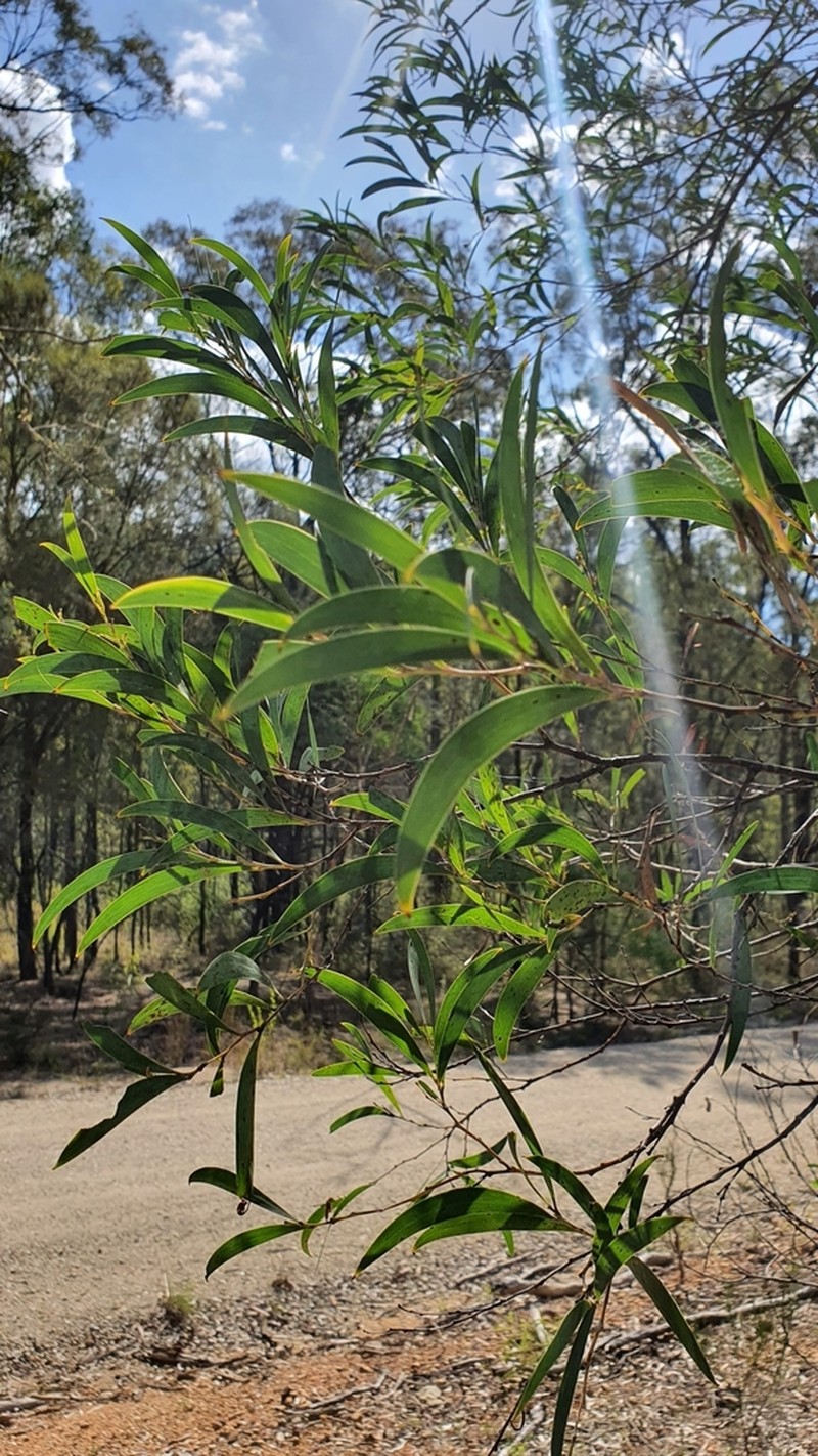Acacia bulgaensis photo 4