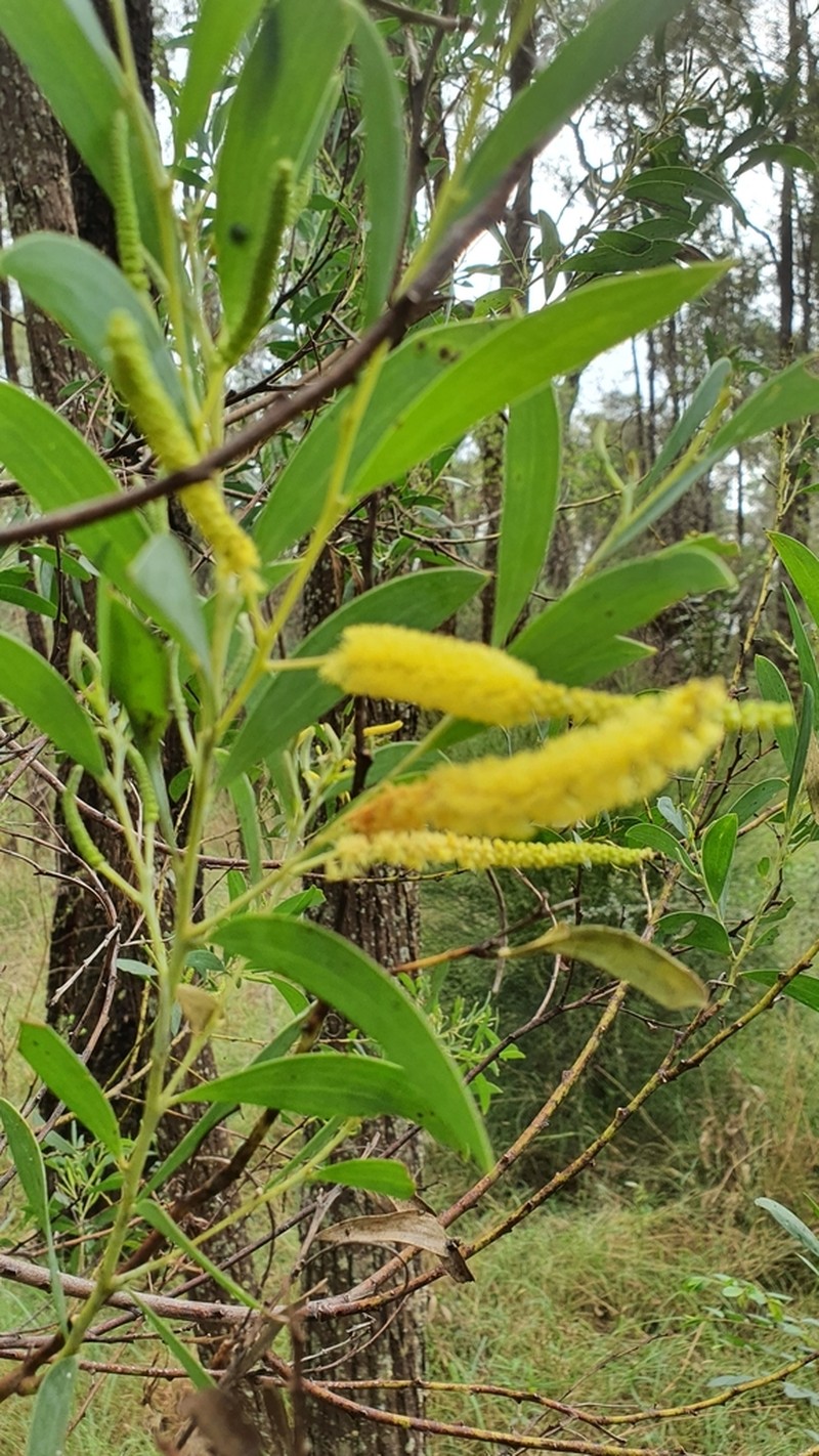 Acacia bulgaensis photo 5