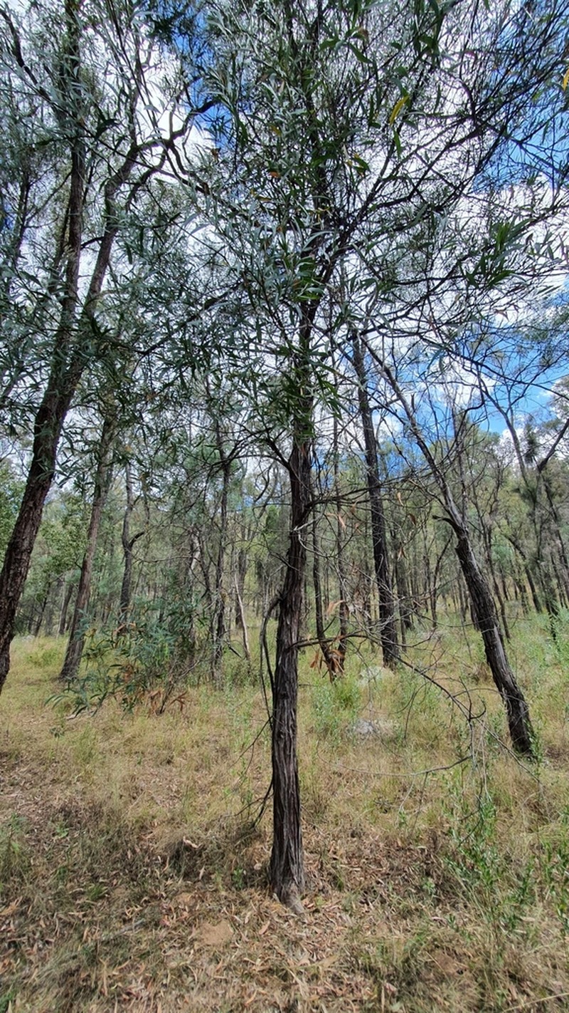 Acacia bulgaensis photo 6