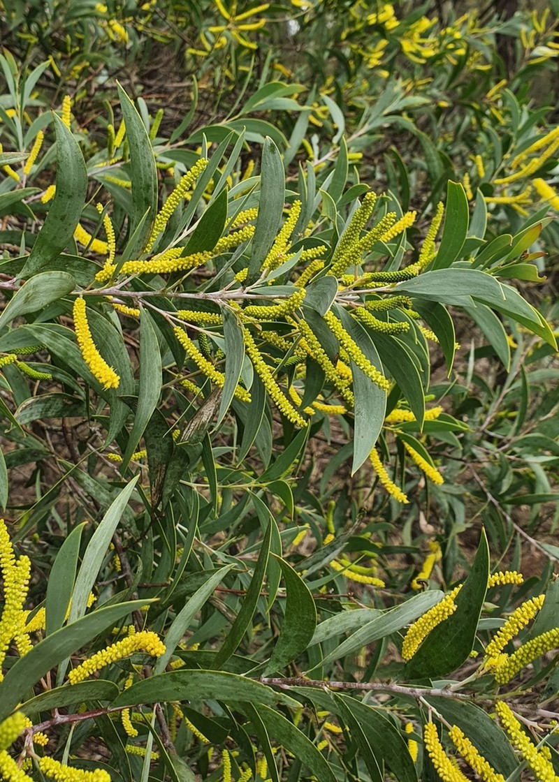 Acacia bulgaensis photo 7