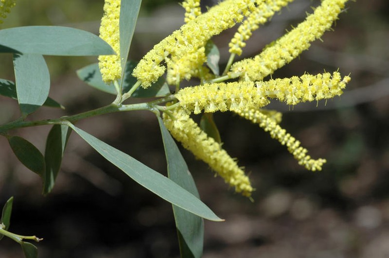Acacia bulgaensis