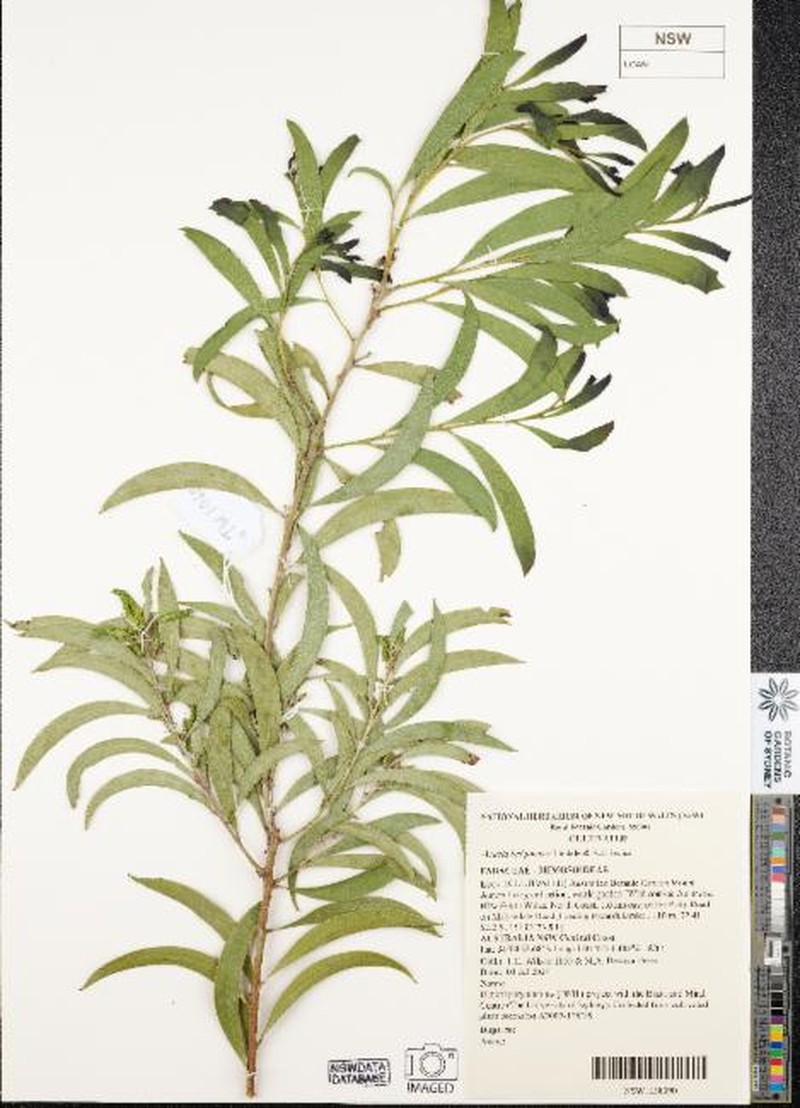 Acacia bulgaensis photo 2