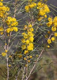 Acacia burbidgeae