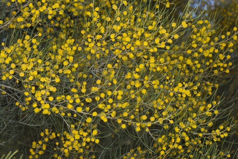 Acacia burbidgeae photo 2