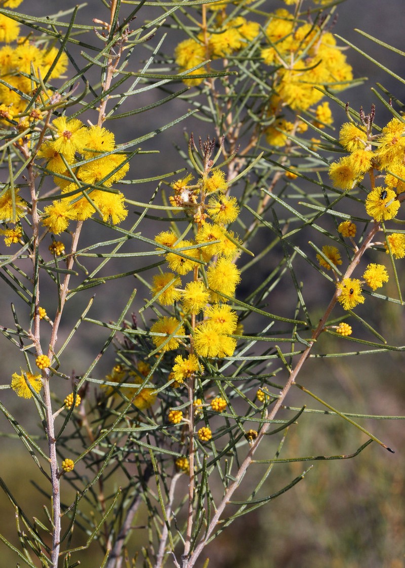 Acacia burbidgeae photo 3