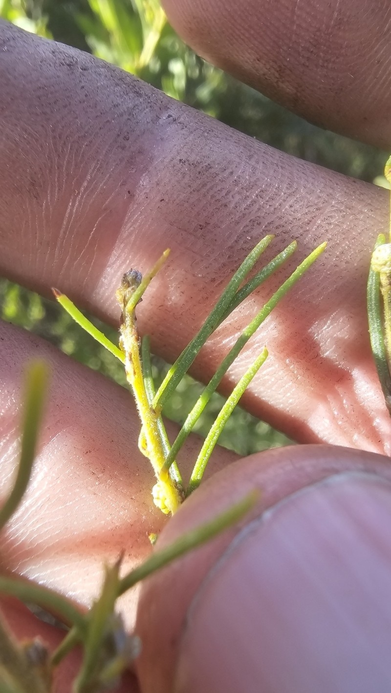 Acacia burbidgeae photo 4