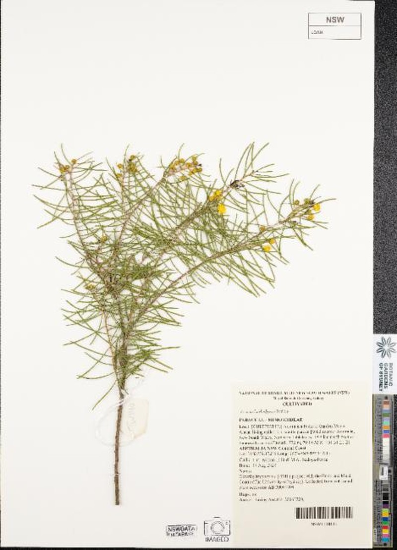 Acacia burbidgeae photo 5