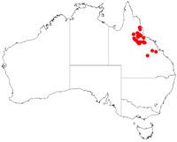 Acacia burdekensis