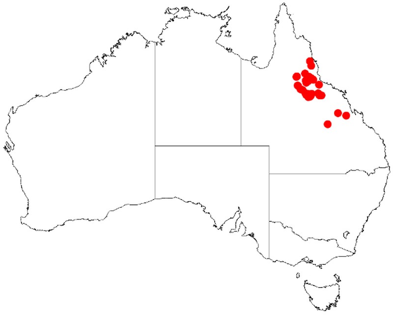 Acacia burdekensis