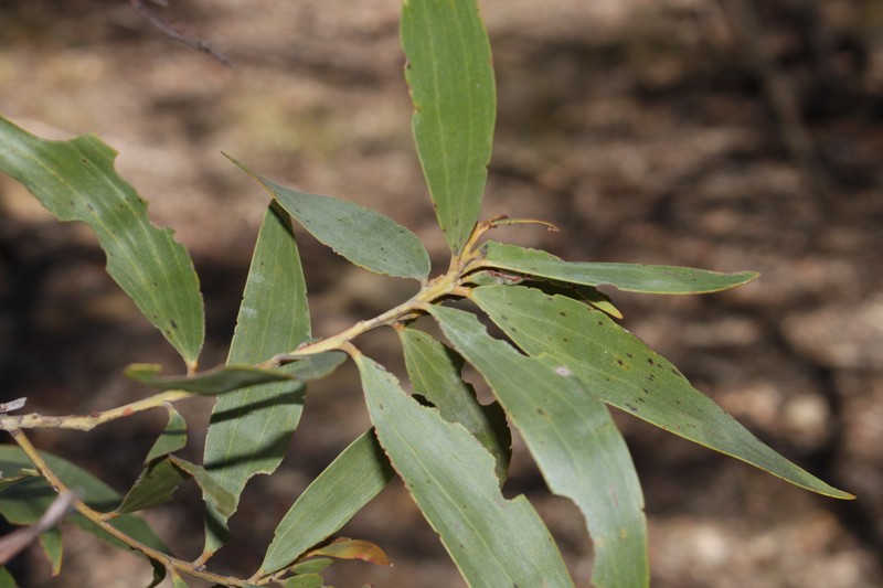 Acacia burdekensis photo 4