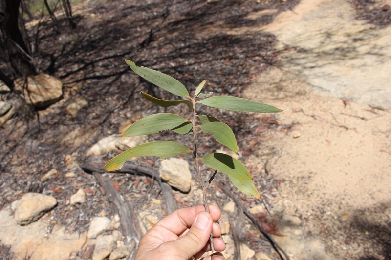 Acacia burdekensis photo 5