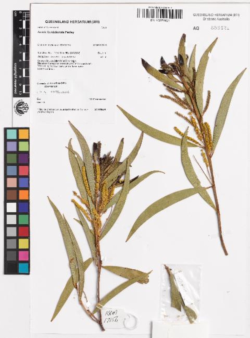 Acacia burdekensis photo 6