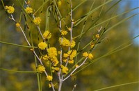 Acacia burkittii