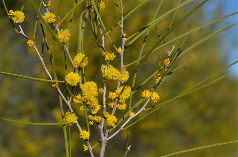 Acacia burkittii