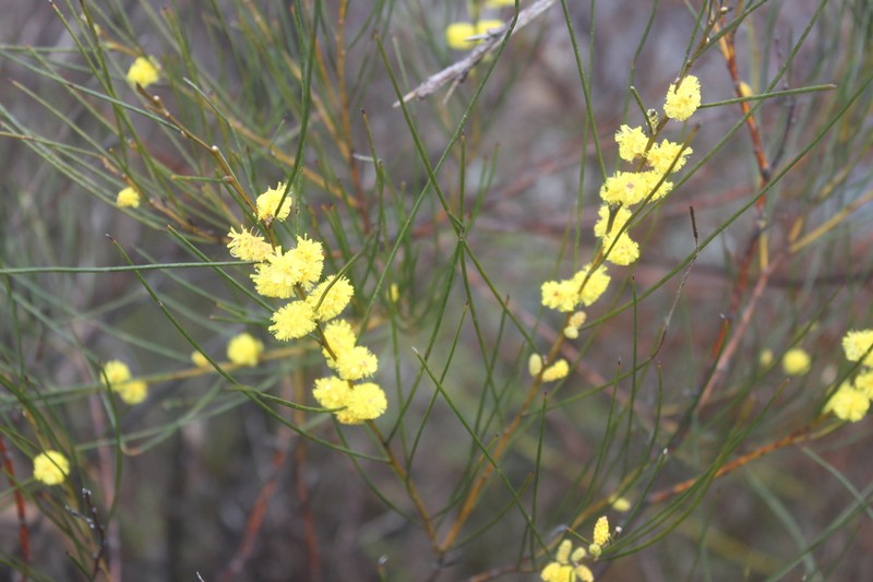 Acacia burkittii photo 2