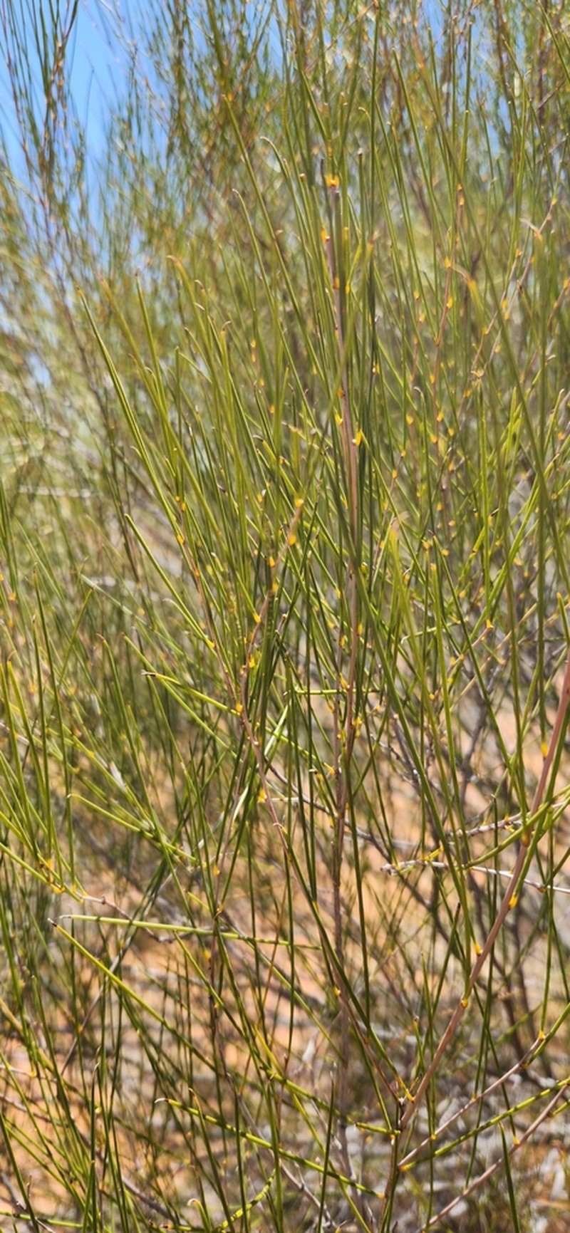 Acacia burkittii photo 3